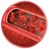 blood cell